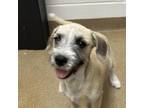 Adopt Tuffy a Wirehaired Terrier