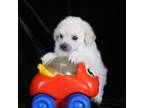 Poodle (Toy) Puppy for sale in Butler, MO, USA