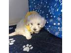 Maltese Puppy for sale in Macomb, MO, USA