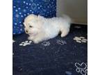 Maltese Puppy for sale in Macomb, MO, USA