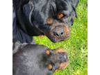 Rottweiler Puppy for sale in Stockton, CA, USA