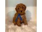 Mutt Puppy for sale in Houston, TX, USA