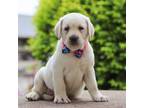 Labrador Retriever Puppy for sale in Dundee, OH, USA