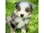 Miniature Australian Shepherd Puppy for sale in Patrick, SC, USA