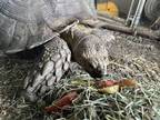 Adopt * Tommy * a Tortoise