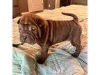 Chinese Shar-Pei Puppy for sale in Bixby, OK, USA