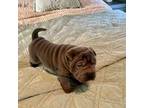 Chinese Shar-Pei Puppy for sale in Bixby, OK, USA
