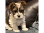 Yorkshire Terrier Puppy for sale in Granby, CT, USA