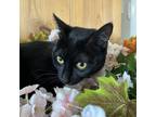 Adopt Oldies Station a Domestic Short Hair
