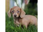 Dachshund Puppy for sale in New Bedford, OH, USA