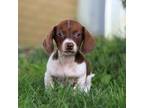 Dachshund Puppy for sale in New Bedford, OH, USA