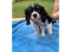 Cavalier King Charles Spaniel Puppy for sale in New Port Richey, FL, USA