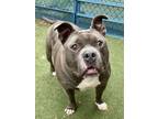 Adopt Cannon Ball a Pit Bull Terrier, Mixed Breed