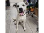 Adopt Buddy a Pit Bull Terrier, Bluetick Coonhound