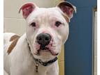 Adopt Axel a Pit Bull Terrier, Mixed Breed