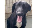 Adopt Lloyd Carter a Black Labrador Retriever, Mixed Breed