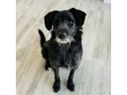 Adopt Clipper a Wirehaired Terrier, Mixed Breed