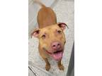 Adopt Chief a Pit Bull Terrier, Mixed Breed