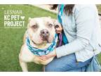 Adopt Lesnar a Pit Bull Terrier, Mixed Breed
