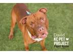 Adopt David a Pit Bull Terrier, Mixed Breed