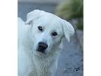 Adopt Turley a Great Pyrenees