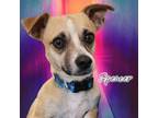 Adopt Spencer a Mixed Breed