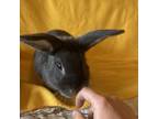 Adopt Thunderfluff a Bunny Rabbit