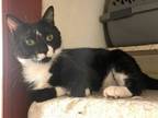 Adopt Tibbs a Domestic Short Hair