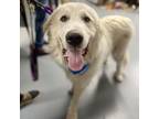 Adopt Bowser a Great Pyrenees