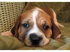 Adopt Crinkles a Labrador Retriever, Beagle