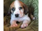 Adopt Bert a Labrador Retriever, Beagle