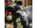 Adopt Groot VM* a Pit Bull Terrier, Boxer