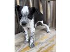 Adopt French Fry a Mixed Breed