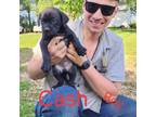 Adopt Cash a Pit Bull Terrier