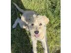 Adopt Boba a Airedale Terrier, Mixed Breed