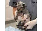 Adopt SGT Alvin York a Yorkshire Terrier