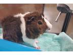 Adopt Carmel a Guinea Pig