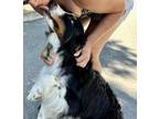 Adopt Whiz a Border Collie, Australian Shepherd