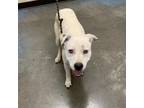 Adopt Spottie a Mixed Breed