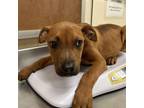 Adopt Quince a Mixed Breed