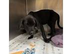 Adopt Utensil a Mixed Breed