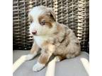 Australian Shepherd Puppy for sale in Oxford, FL, USA