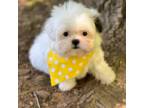 Shih Tzu Puppy for sale in Gordo, AL, USA