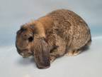 Adopt Thumper a Holland Lop