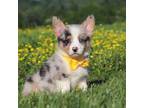 Pembroke Welsh Corgi Puppy for sale in Winesburg, OH, USA
