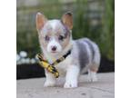 Pembroke Welsh Corgi Puppy for sale in Winesburg, OH, USA