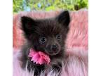 Pomeranian Puppy for sale in Sulligent, AL, USA