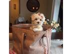 Maltese Puppy for sale in Black River, NY, USA