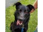 Adopt Rufus a German Shepherd Dog, Black Labrador Retriever