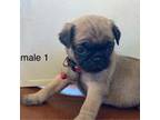 Pug Puppy for sale in Alamosa, CO, USA